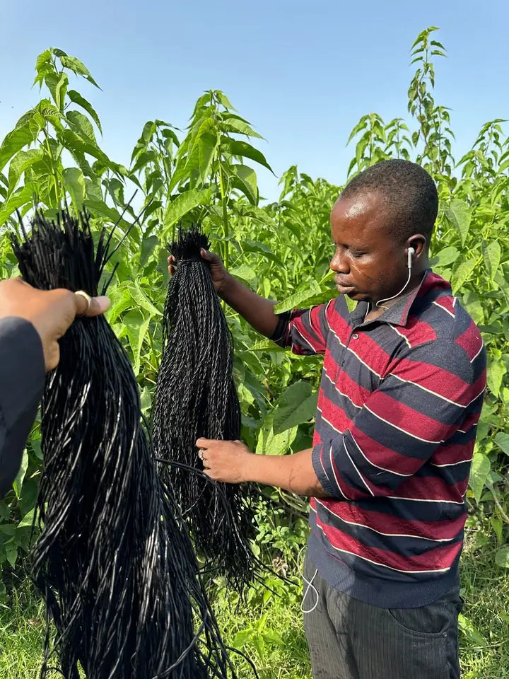 A basket maker lifting dark dyed straw