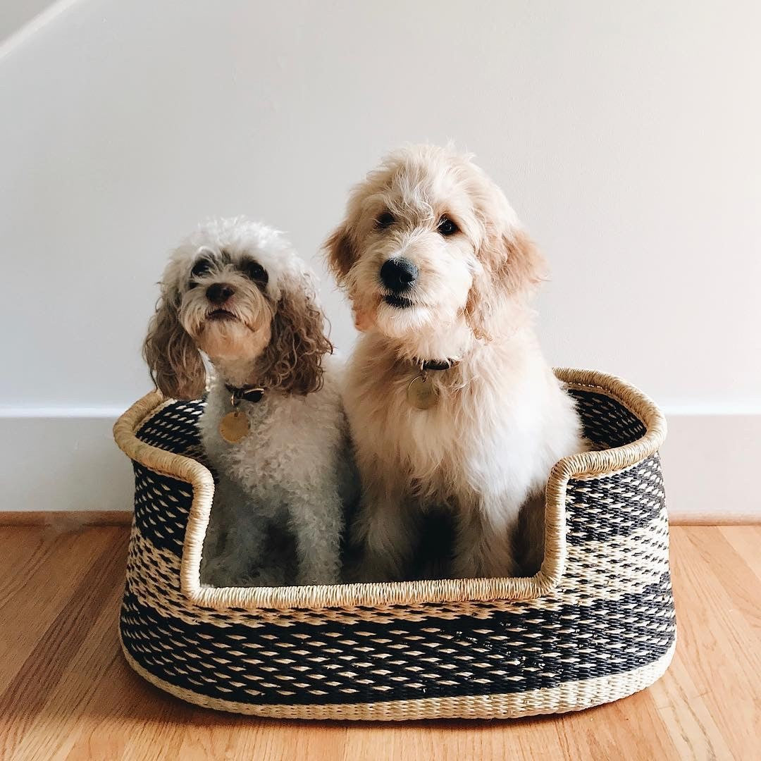 Our Dog Bed Collection