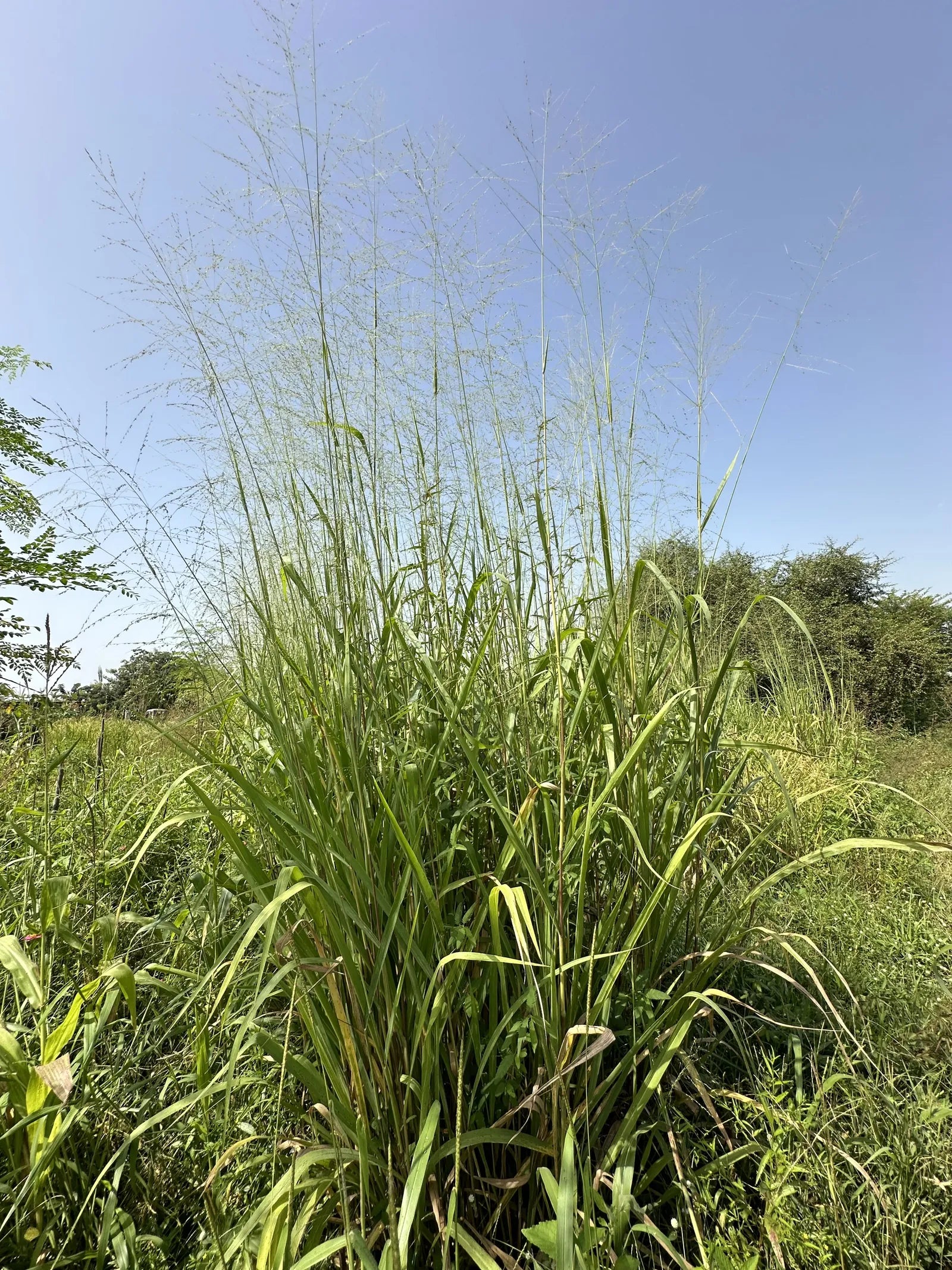 Tall growing grass with fine branching seed heads against a clear sky.